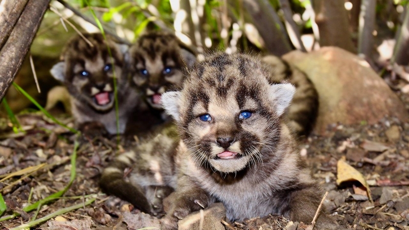 6232234_060420-kabc-mountain-lion-kitten